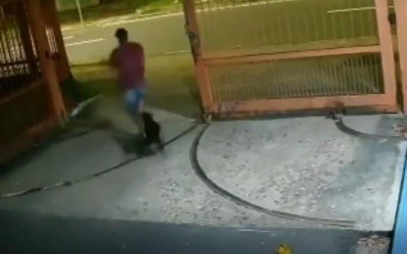 Vigilante é salvo por cadela durante ataque de homem com terçado: vídeo