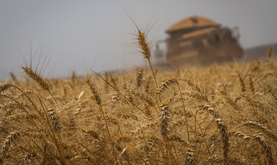 Produção de grãos pode chegar a 272,5 milhões de toneladas, estima Conab