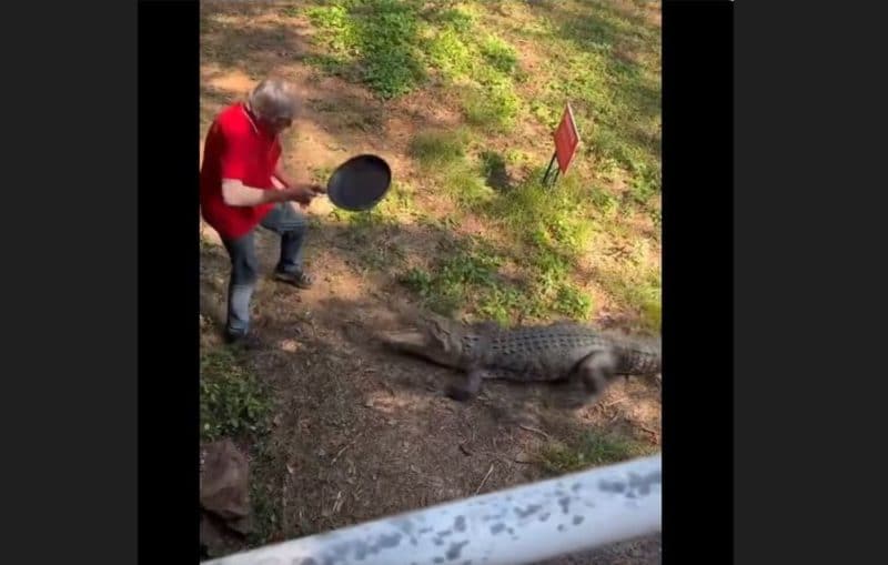 Vídeo: homem usa frigideira para se defender de ataques de crocodilo; VEJA O VÍDEO