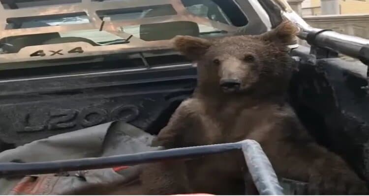 Vídeo: na Turquia, ursa é resgatada após comer mel alucinógeno e recebe nome