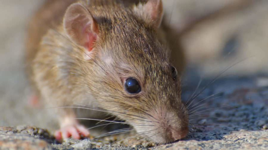 Criança morre vítima de hantavirose após ser mordida por rato silvestre