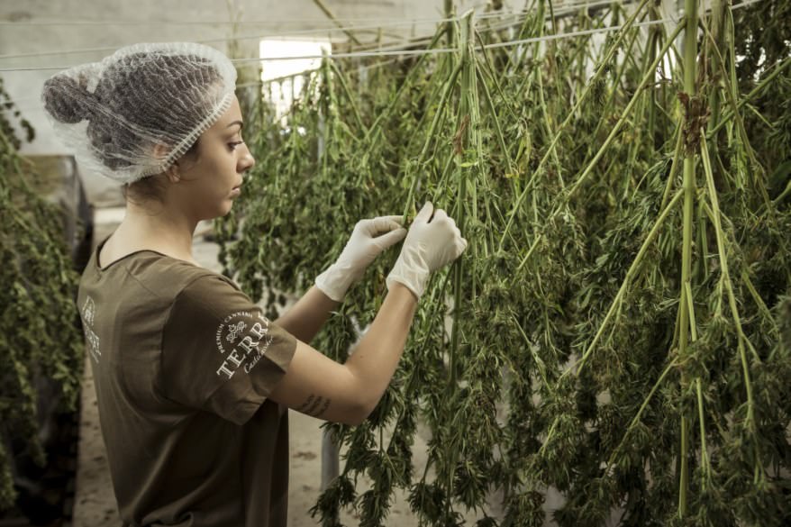 Conselho de Medicina suspende resolução sobre prescrição da Cannabis medicinal