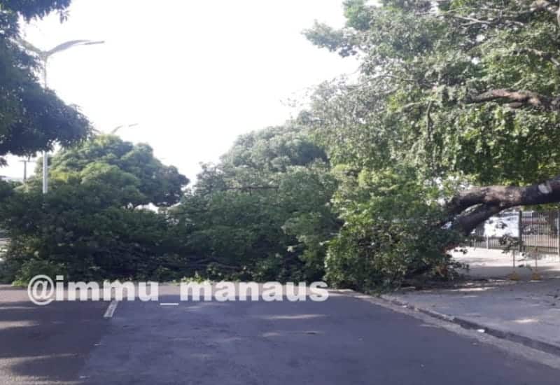 Árvore tombada prejudica trânsito em avenida de Manaus