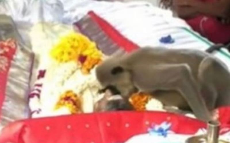 Vídeo: macaco vai a velório e tenta 'acordar' o 'amigo' morto