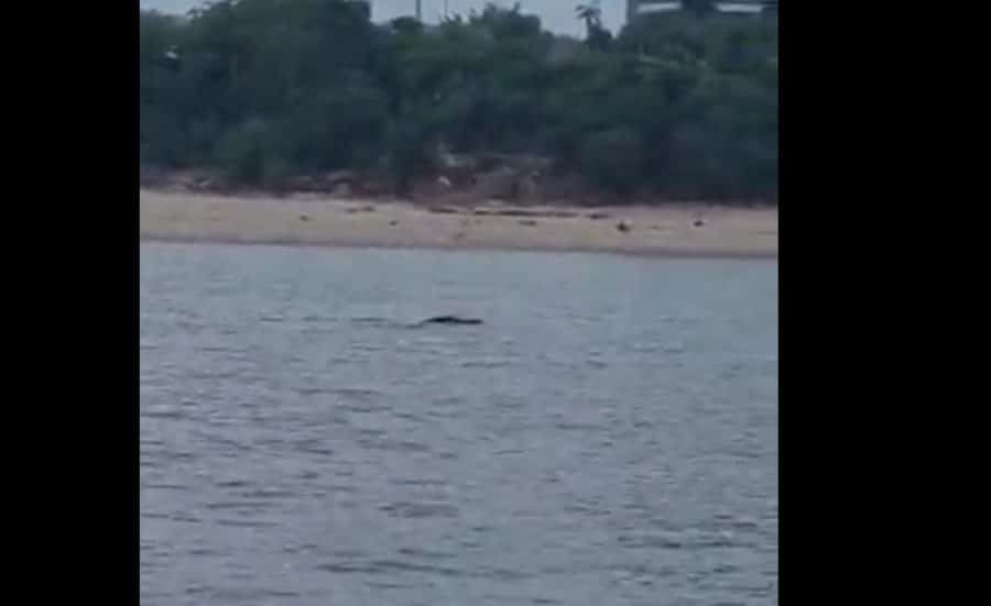 Jacaré gigante é flagrado nadando na praia da Ponta Negra: vídeo