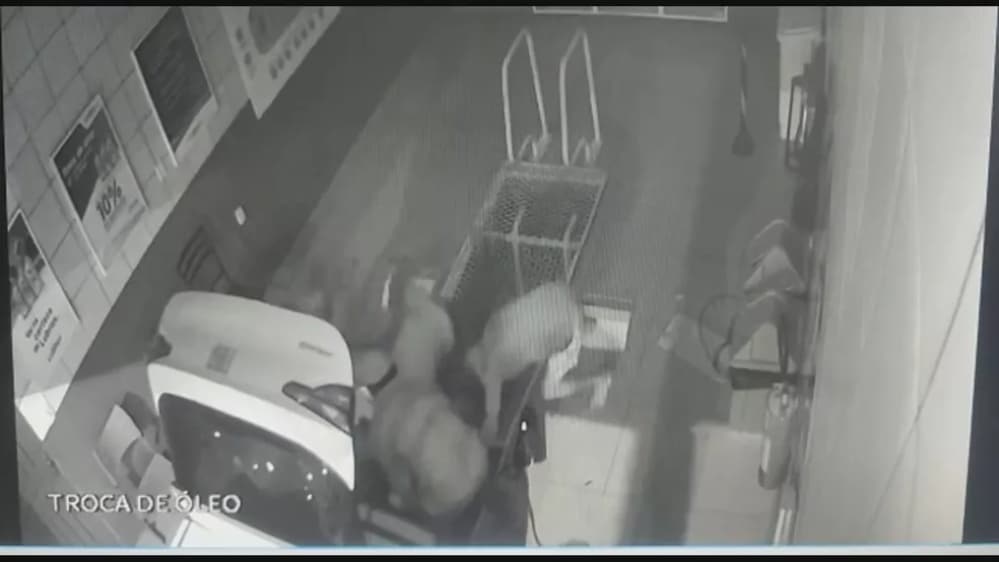 Vídeo: ladrão cai em buraco ao tentar roubar posto de combustível