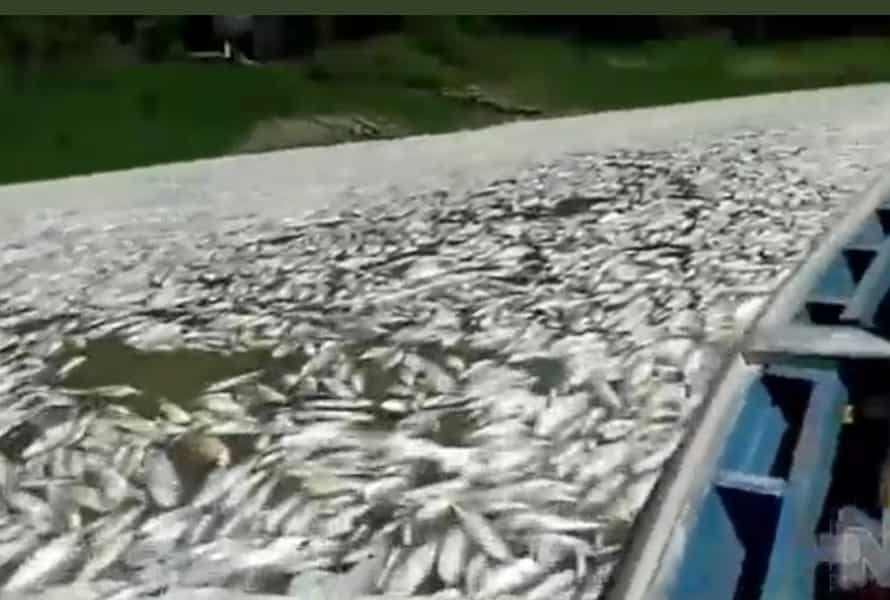Vídeo mostra milhares de peixes mortos por falta de oxigênio em rio no Amazonas