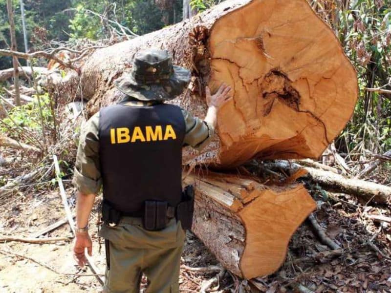 MPF denuncia empresários por contrabando, lavagem e receptação de madeira ilegal no Amazonas