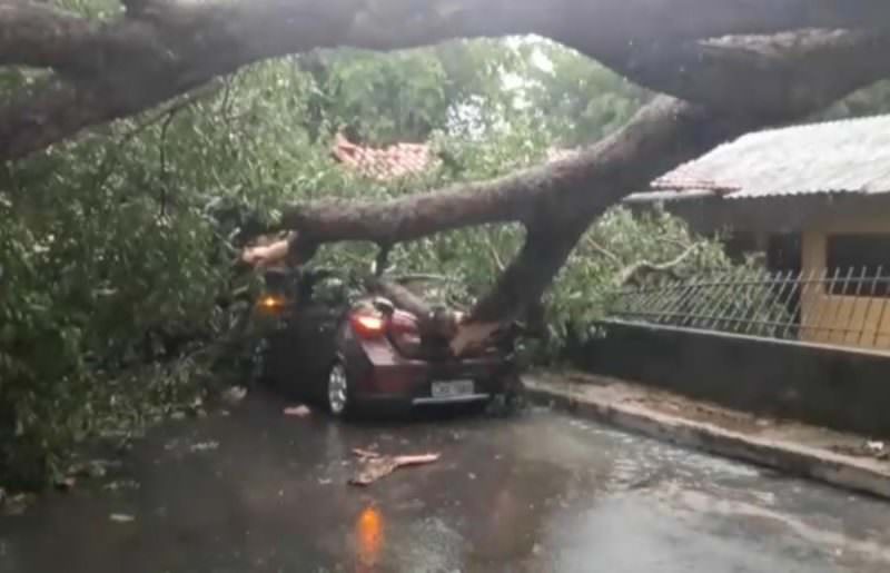 Árvore cai, destrói carro e deixa moradores sem energia durante chuva em Manaus