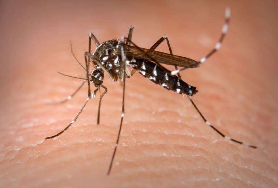 Brasil se aproxima de bater recorde anual de mortes por dengue