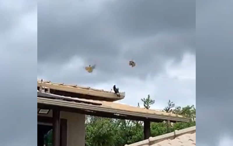 Tucano ataca filhotes de pássaro e choca família em Minas Gerais