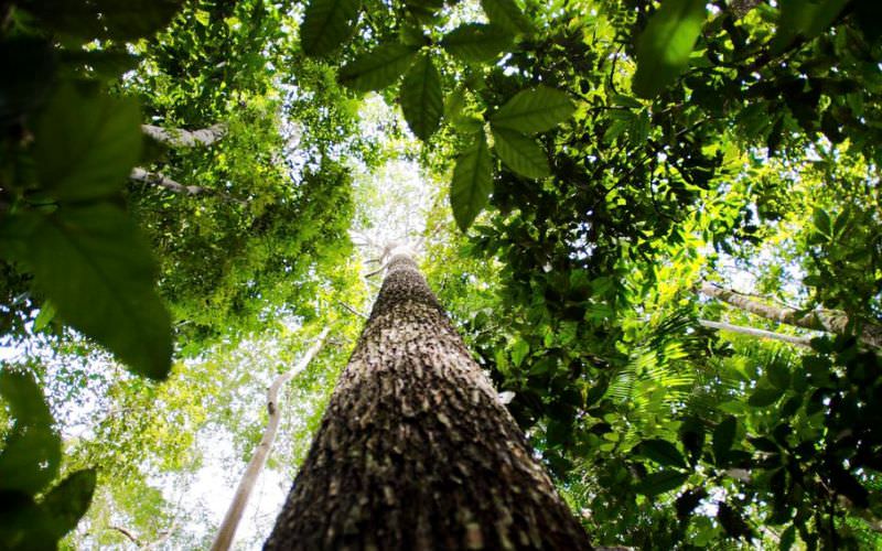 Programa quer formar empreendedores que apoiem a Floresta Amazônica