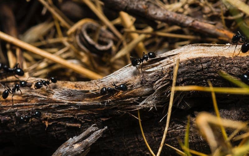 Estudo com formigas revela efeitos do pasto na diversidade amazônica