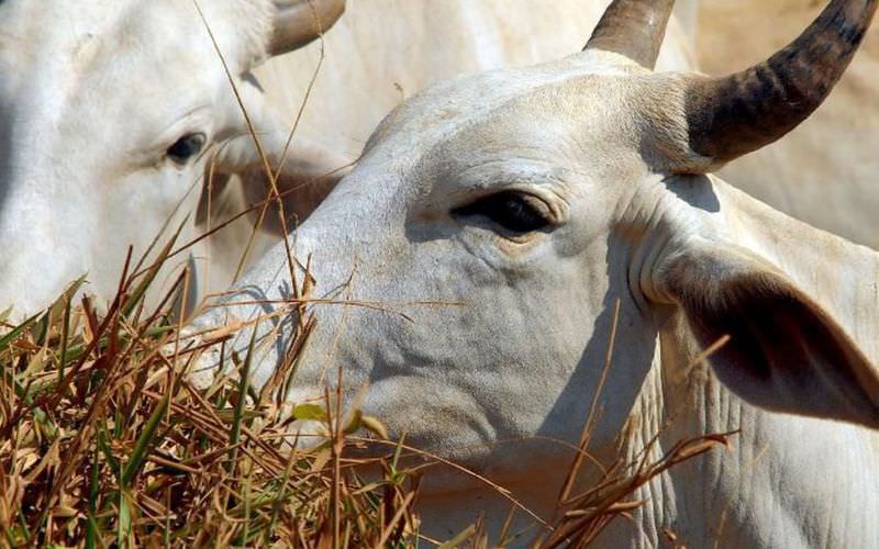 Vendas de carne bovina à China são suspensas após caso de vaca louca