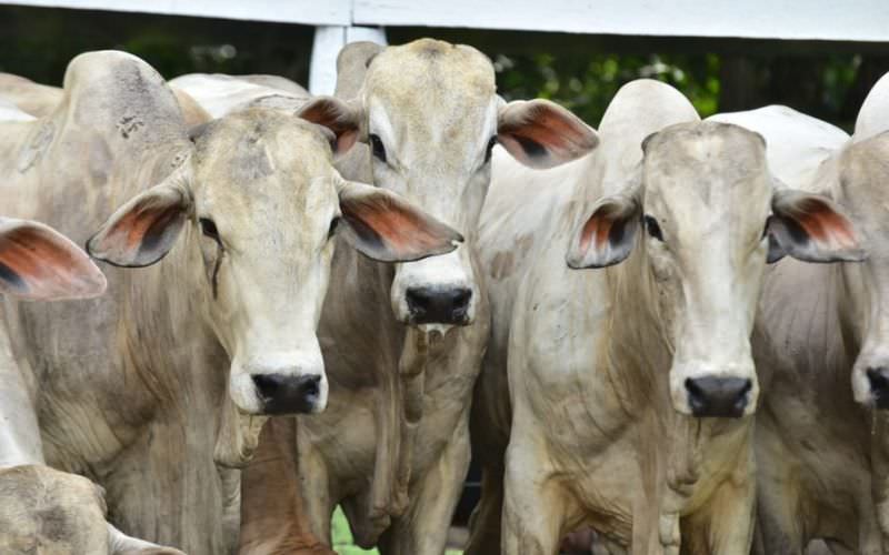 Quatro países voltam a importar carne brasileira; seis mantêm bloqueio