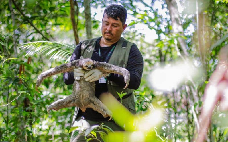 Animais silvestres são resgatados em obras na zona sul de Manaus