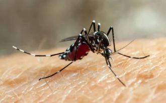 Aedes aegypti