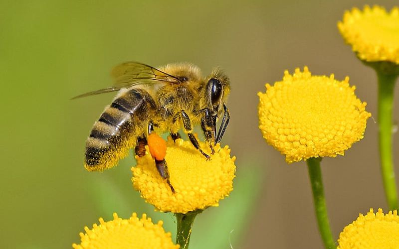 Biofábrica de abelhas é alternativa para geração de renda na Amazônia