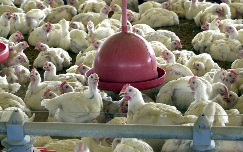 Ministério suspende feiras de aves para evitar gripe aviária no país
