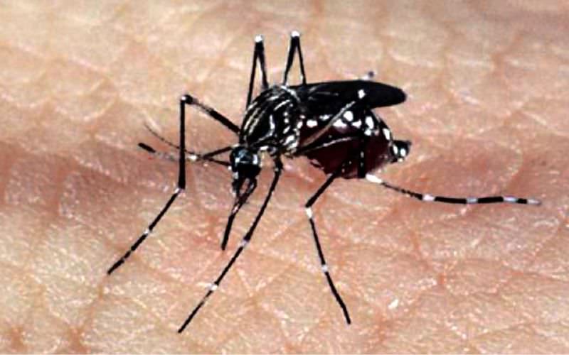 Brasil atinge 1.116 óbitos por dengue em 2024 e bate recorde de mortes pela doença