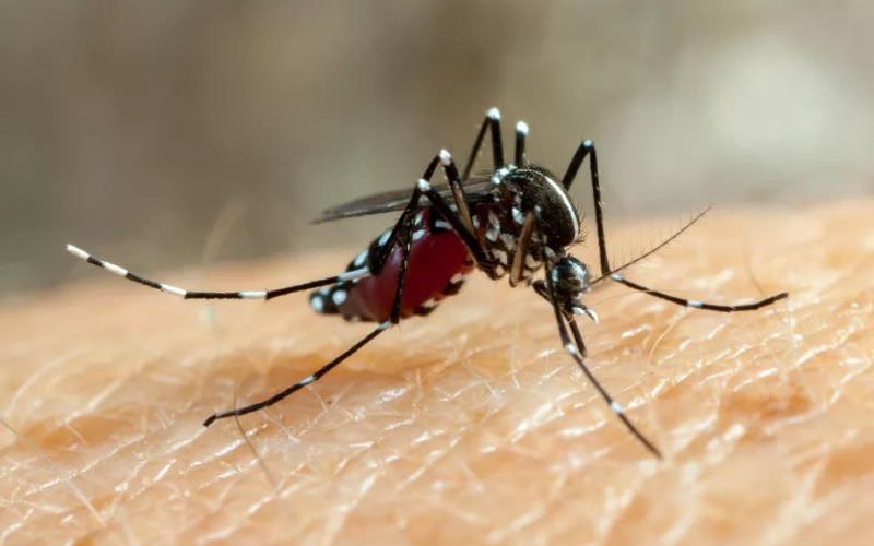 Amazonas registra 4 mil casos de dengue e uma morte