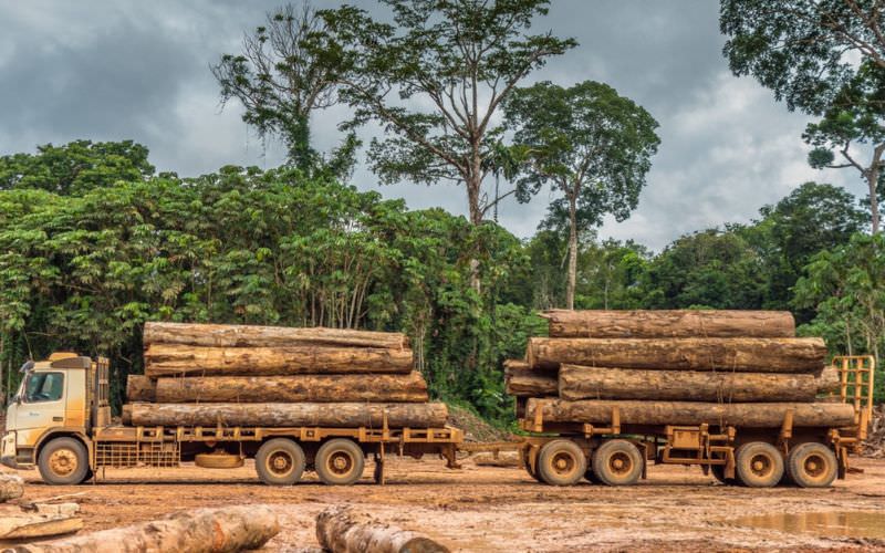 Prefeito de Eirunepé é denunciado por extração ilegal de madeira