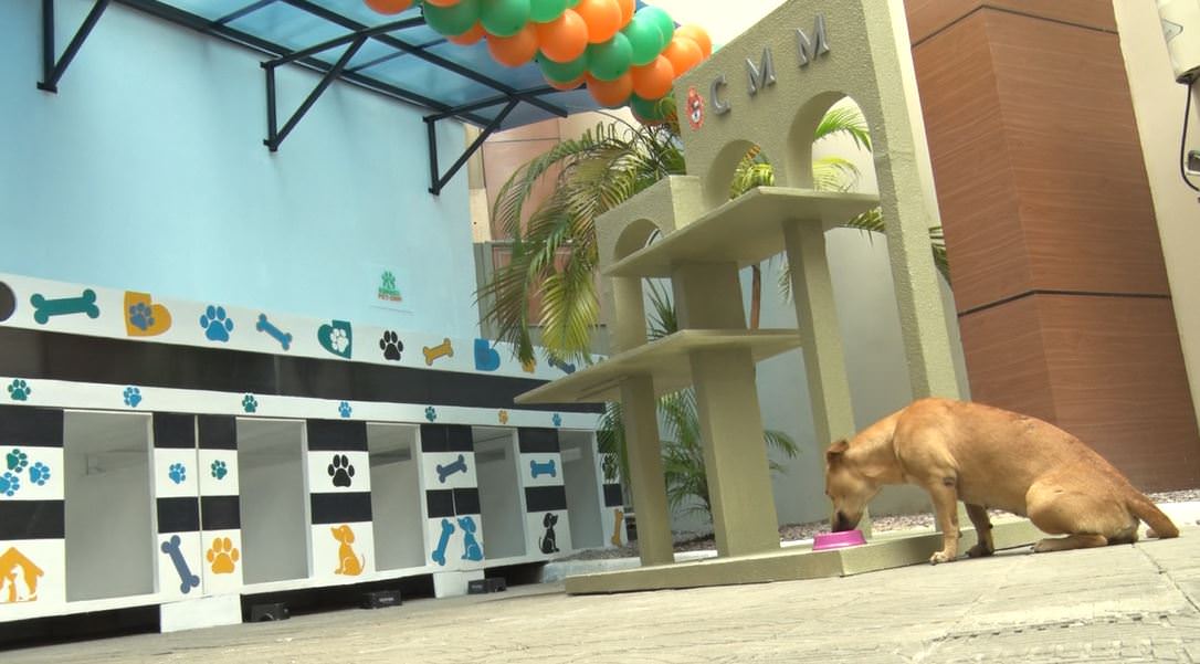 Câmara Municipal de Manaus ganha espaço pet para cães e gatos