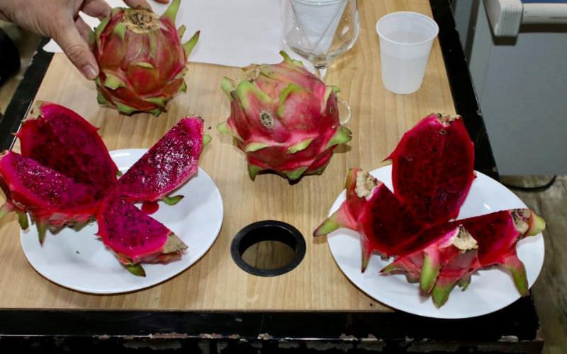 Sedecti incentiva crescimento da produção de pitaya no Amazonas