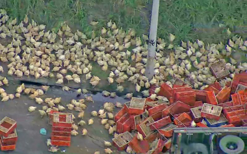 Vídeo: carreta tomba com galinhas vivas e aves são furtadas