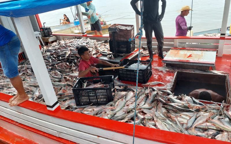 Manejo do mapará deve gerar renda de R$ 2 milhões a pescadores do Careiro da Várzea