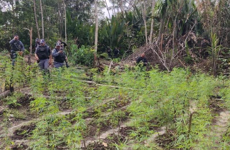 Polícia causa prejuízo de R$ 6 milhões ao tráfico após queimar plantação de maconha