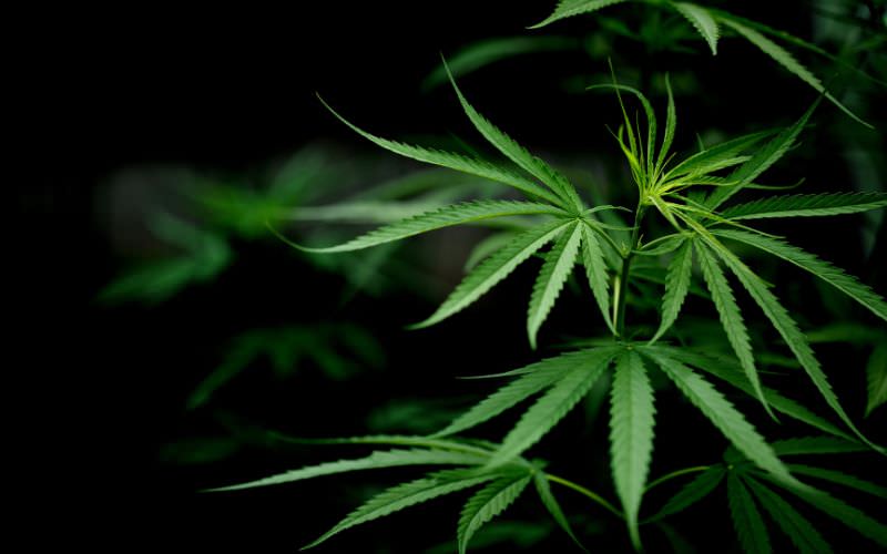 Maconha