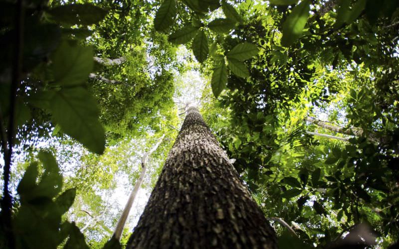 Consulta pública sobre desmatamento na Amazônia recebe sugestões até dia 26