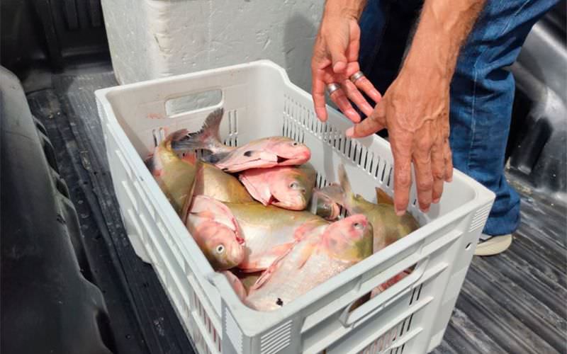 Governo do AM doa 300 toneladas de peixe na Semana Santa