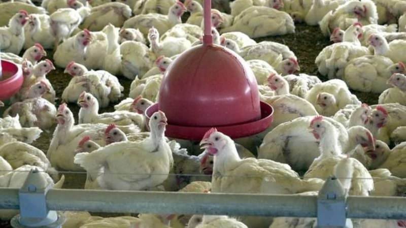 Governo declara estado de emergência após casos confirmados de gripe aviária