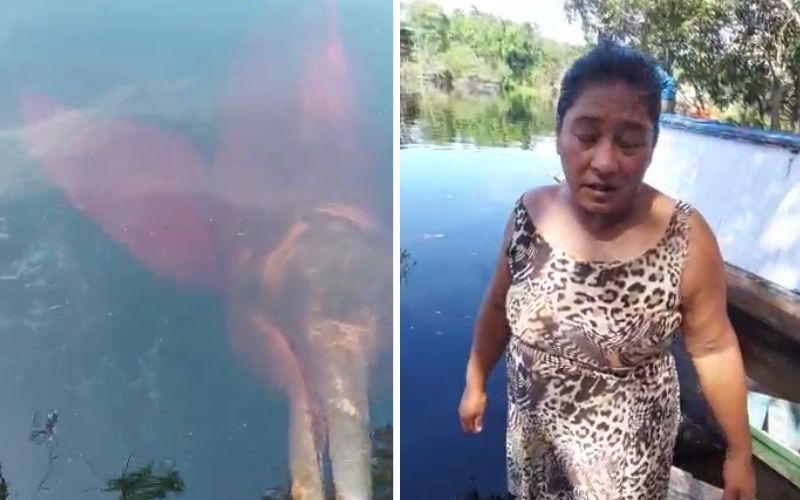 Em vídeo, ribeirinha faz apelo para salvar boto-cor-de-rosa ferido em Novo Airão
