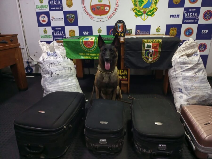 Cadela policial ajuda na apreensão de droga avaliada em cerca de R$ 2 milhões