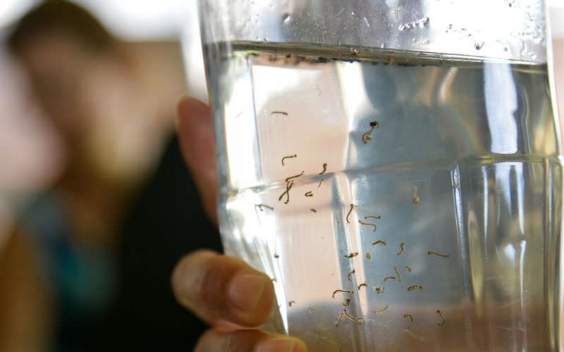 Ministério da Saúde lança campanha de combate à dengue, Zika e chikungunya