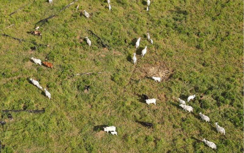 Ibama aplica R$ 47 milhões em multas por desmatamento no AM