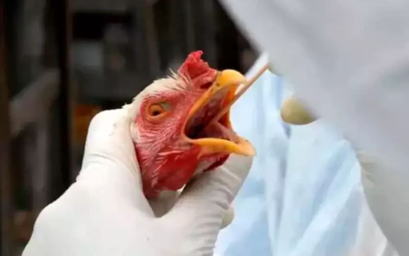 gripe aviária