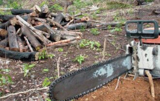 Desmatamento ilegal no AM será punido com multa de até R$ 50 milhões