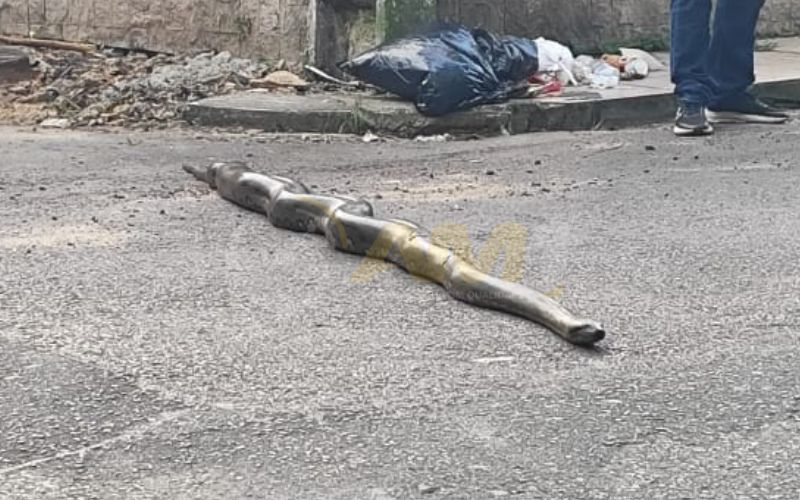 Fotos mostram cobra de 2 metros atravessando rua do Parque do Mindu