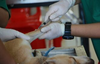 Animais domésticos podem ser sacrificados gratuitamente em Manaus