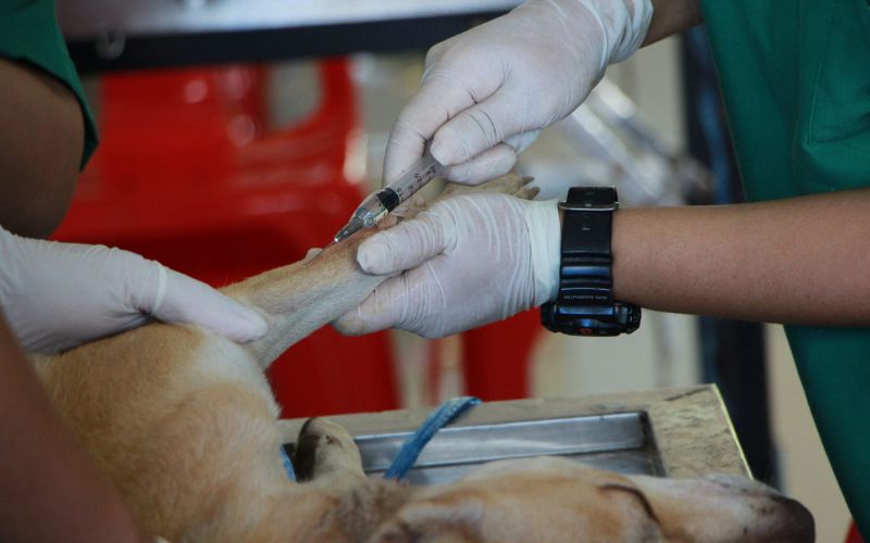 Animais domésticos podem ser sacrificados gratuitamente em Manaus