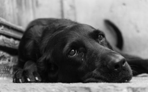 Homens são presos por matarem cachorro a tiros em Carauari