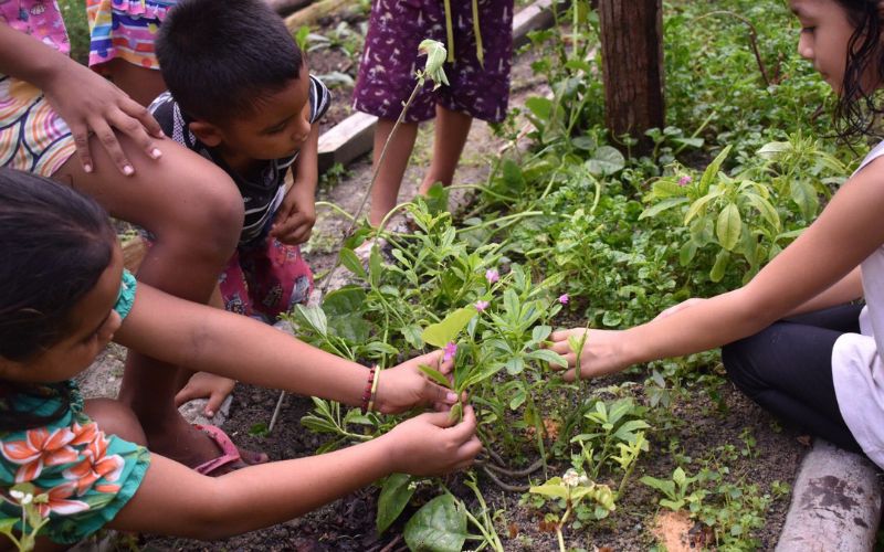 Coletivo Arte e Escola na Floresta promove atividades lúdicas e agroecológicas para crianças