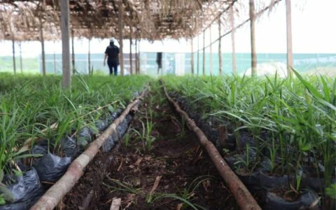 Empresas criam parceria para reflorestar áreas devastadas no AM
