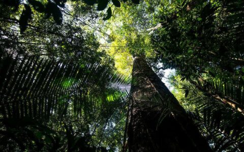 Entidades que atuam na Amazônia podem ser convocadas na CPI das ONGs no Senado