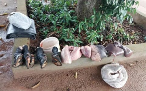 Búfalo é furtado e abatido clandestinamente em Itacoatiara