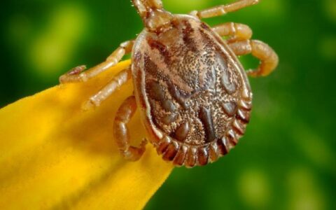Região Norte tem 15 casos de febre maculosa em 2023, diz Saúde
